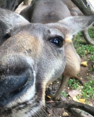 kangaroo looks into the camera and climbs into her nose