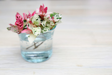 ハツユキカズラ