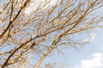 Fototapeta na wymiar Spring, tree on blue sky background