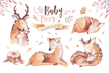 Fototapeta premium Cute baby akwarela jelenia zwierząt, ilustracja na białym tle przedszkola odzież dla dzieci, wzór. Obraz boho z akwareli