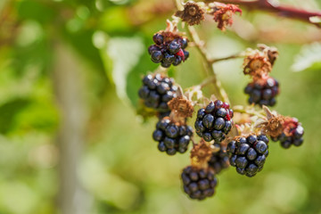 Blackberries in the garden on a Sunny summer day