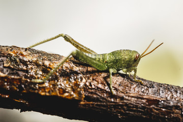small green colored cricket, small insect on tree branch