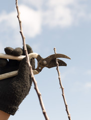 Pruning trees in spring