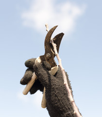 Pruning trees in spring