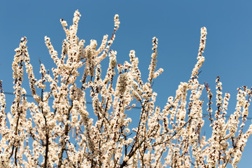 Flowers of the cherry blossoms on a spring day