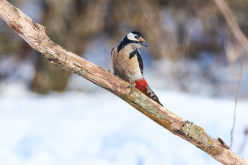 Great spotted woodpecker flew on a dry branch in search of larvae of bark beetles, its natural food.