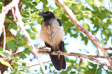 Young hooded crow sits on a branch of an elm tree.