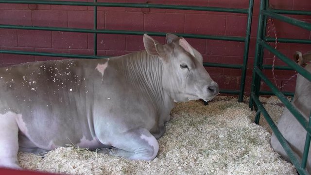 Gray cow in a pen in a livestock barn at a county fair.