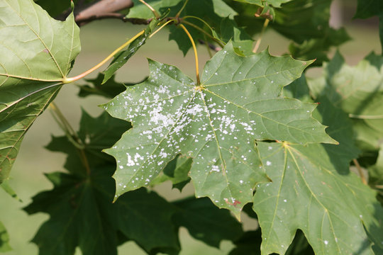Powdery mildew on Norway Maple. Maple tree fungal disease