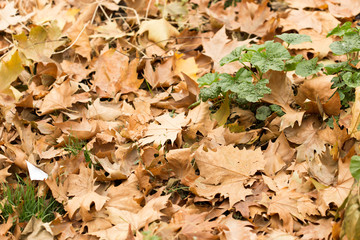 Colorful autumn leaves