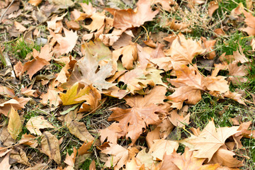 Colorful autumn leaves