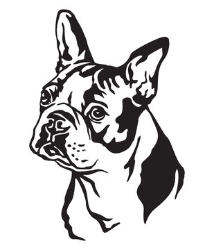Decorative portrait of Dog Boston terrier vector illustration