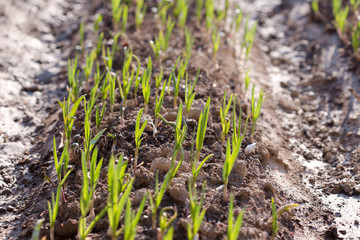 green garlic in the garden