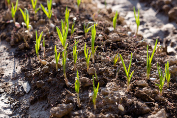 green garlic in the garden