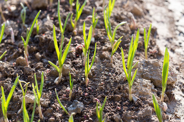 green garlic in the garden