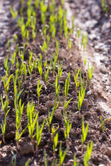 green garlic in the garden
