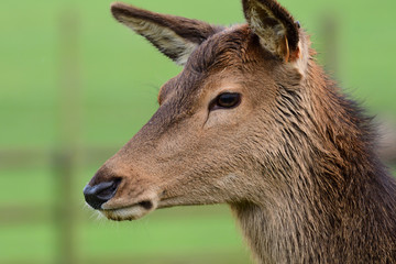 Head shot of a red deer (cervus elaphus)