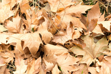 Colorful autumn leaves