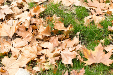 Colorful autumn leaves