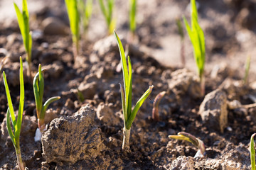 green garlic in the garden
