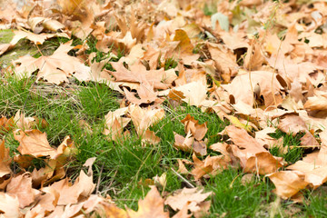 Colorful autumn leaves
