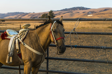 Horse tied up on fence