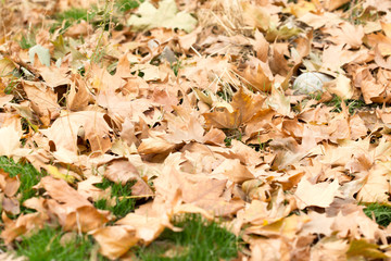 Colorful autumn leaves