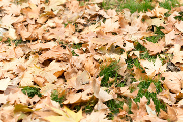 Colorful autumn leaves