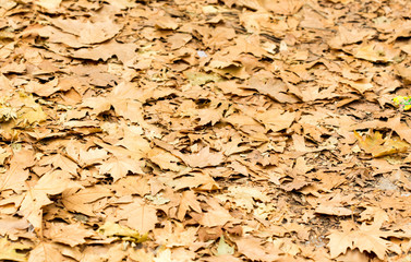 Colorful autumn leaves