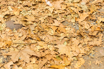 Colorful autumn leaves