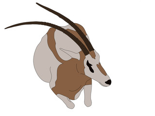Digitally Handdrawn Illustration of a wildlife antelope --- isolated on white background