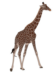 Digitally Handdrawn Illustration of a wildlife giraffe isolated on white background