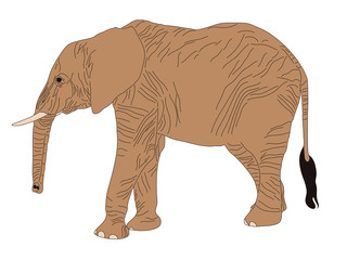 Digitally Handdrawn Illustration of a wildlife desert elephant isolated on white background