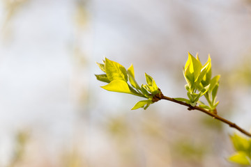 The first spring gentle leaves, buds and branches macro background