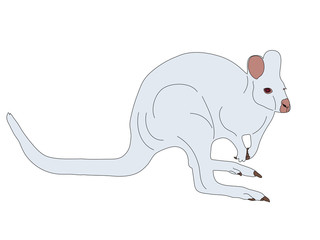 Digitally Handdrawn Illustration of a wildlife kangaroo isolated on white background