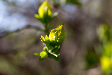 The first spring gentle leaves, buds and branches macro background