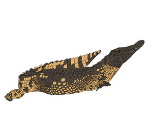 Digitally Handdrawn Illustration of a wildlife crocodile isolated on white background