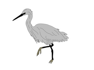 Digitally Handdrawn Illustration of a wildlife sea bird isolated on white background
