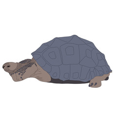 Digitally Handdrawn Illustration of a wildlife turtle isolated on white background
