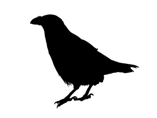 Digitally handdrawn Silhouette of a crow isolated on white background
