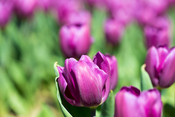 Beautiful tulips in a Dutch landscape. Photographed from different positions