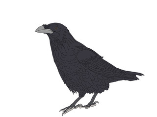 Digitally Handdrawn Illustration of a wildlife crow solated on white background