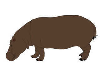 Digitally Handdrawn Illustration of a wildlife hippo isolated on white background