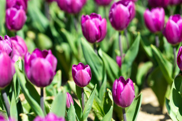 Beautiful tulips in a Dutch landscape. Photographed from different positions