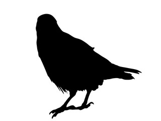 Digitally handdrawn Silhouette of a crow isolated on white background