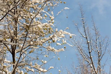 winter tree