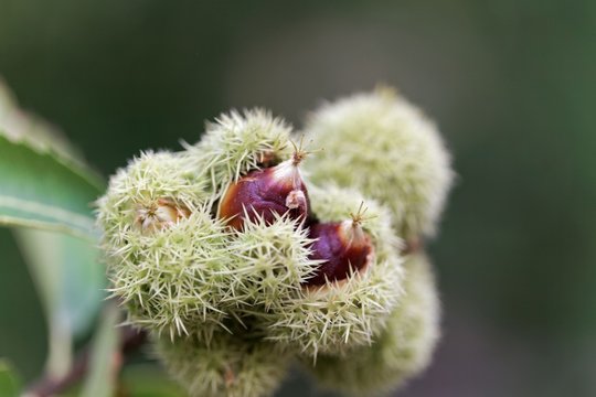 Fruits Of An American Chinquapin (Castanea Pumila).