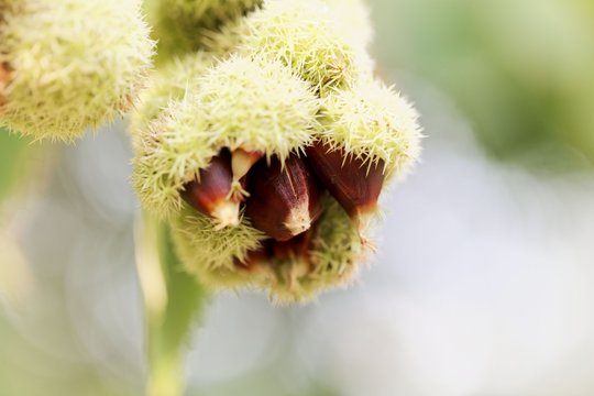 Fruits Of An American Chinquapin (Castanea Pumila).