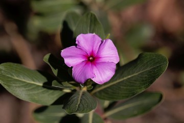 Madagascar periwinkle (Catharanthus roseus)