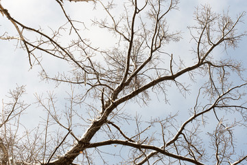 winter tree